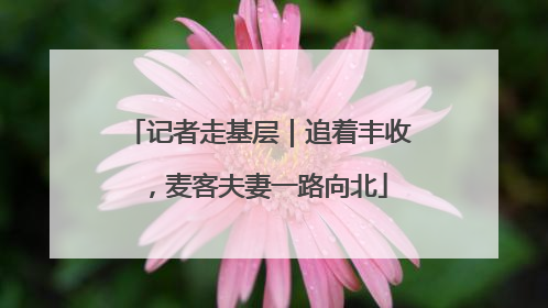 记者走基层｜追着丰收，麦客夫妻一路向北